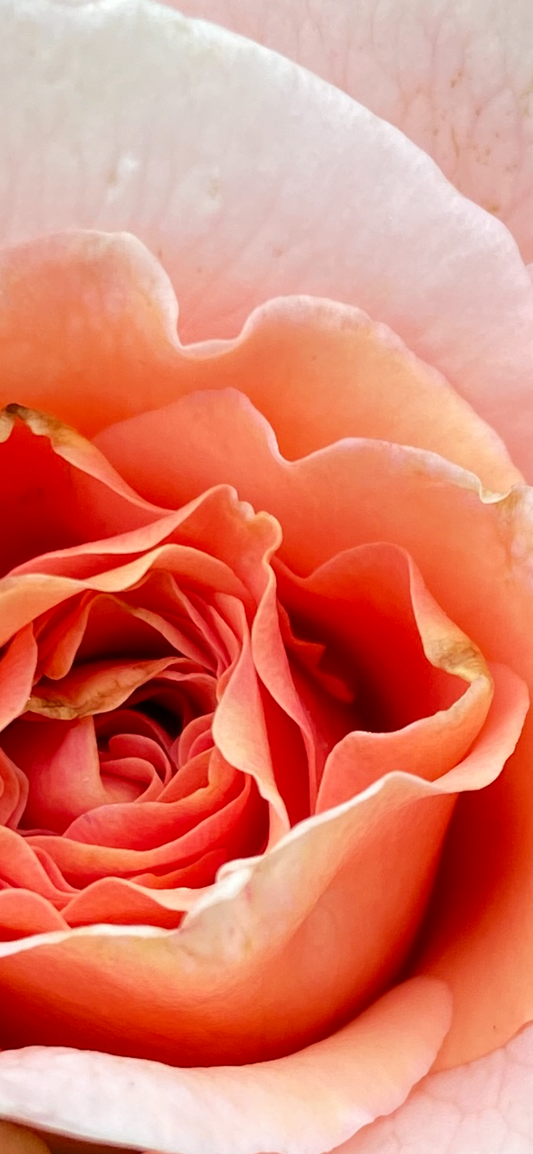 Neglected Roses