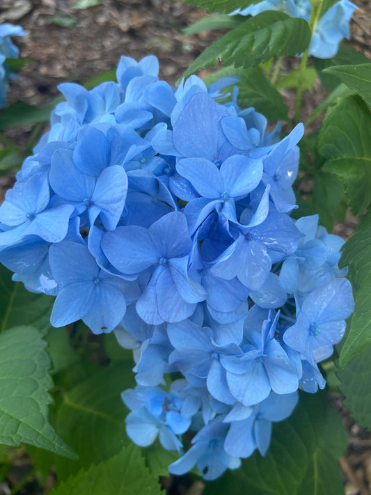 Summer Landscape Maintenance