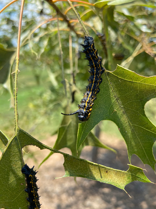 Oakleaf Caterpillar