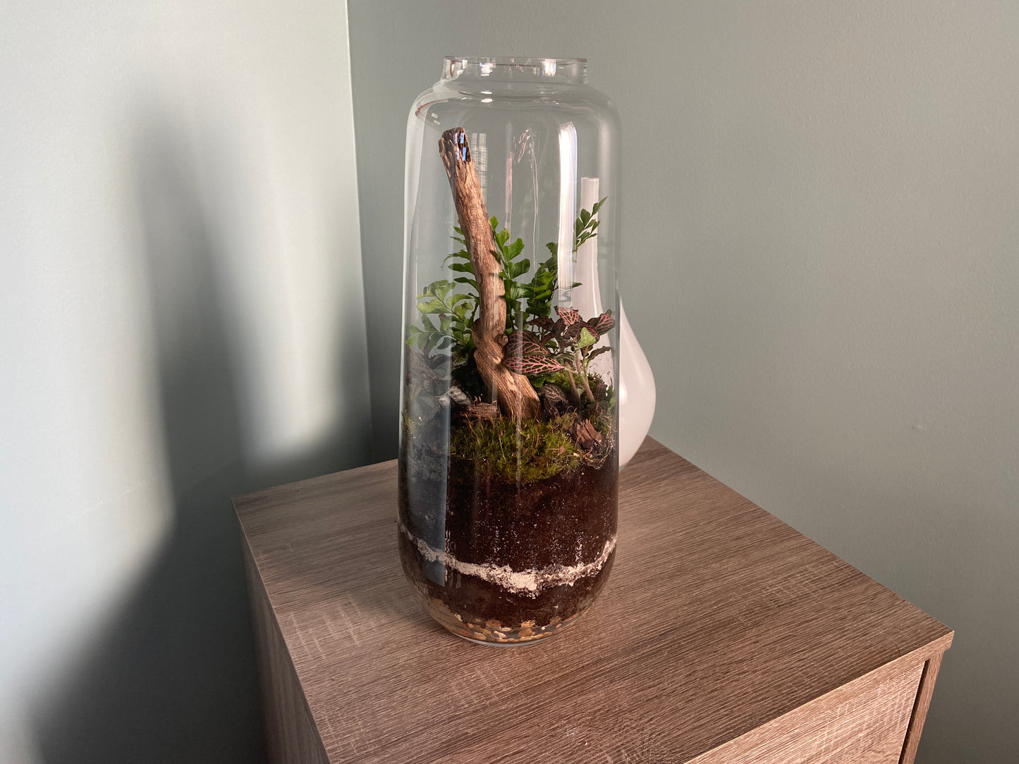 Tall Fern Terrarium