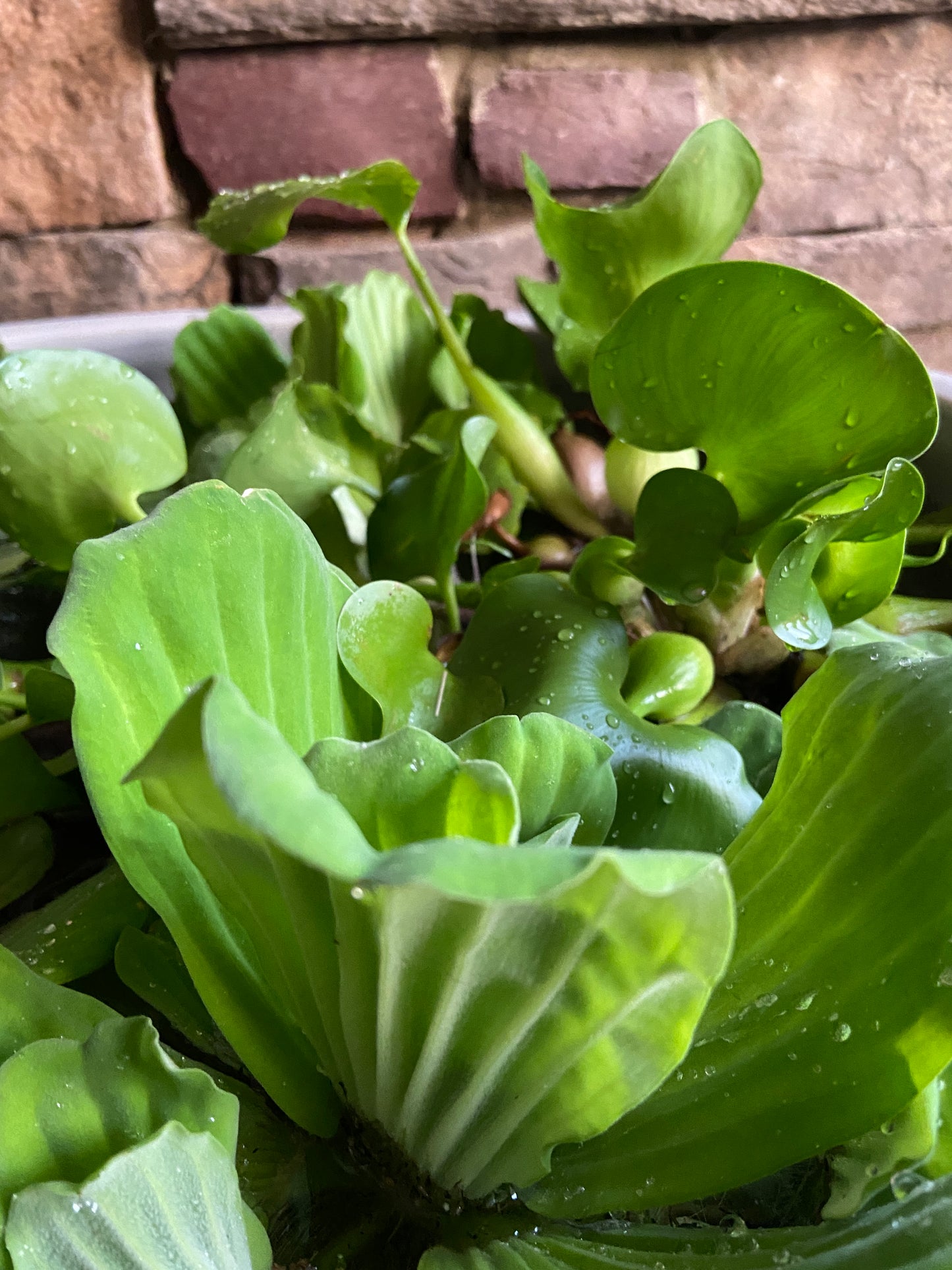 Patio Water Garden
