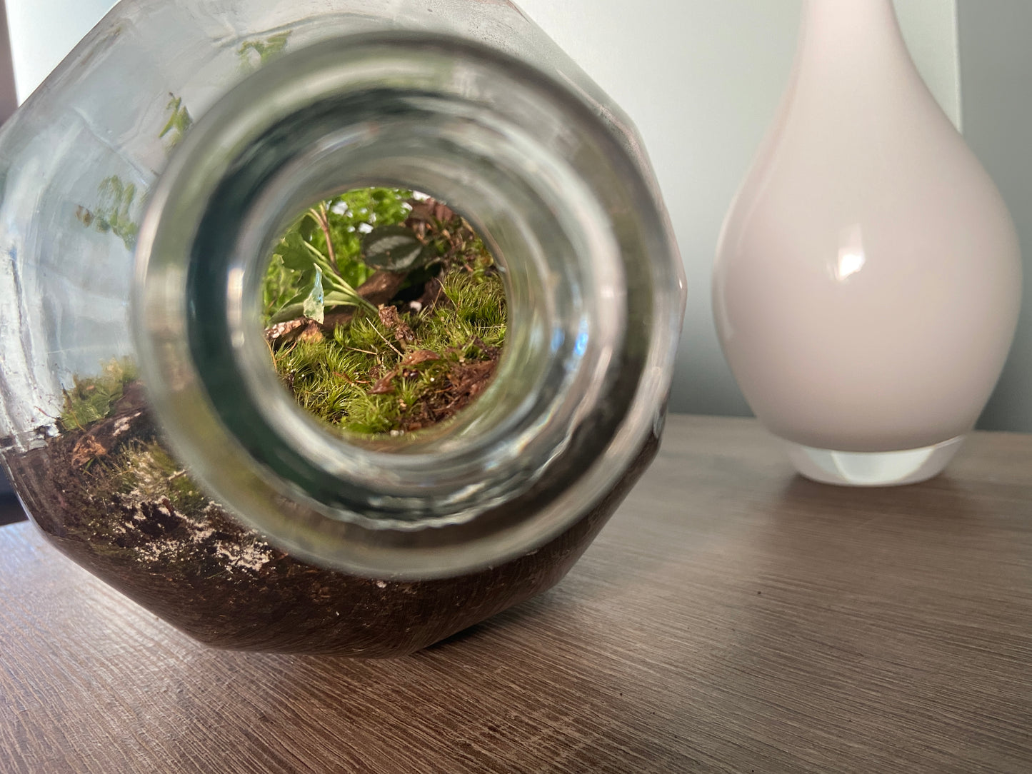 Plants in a Bottle