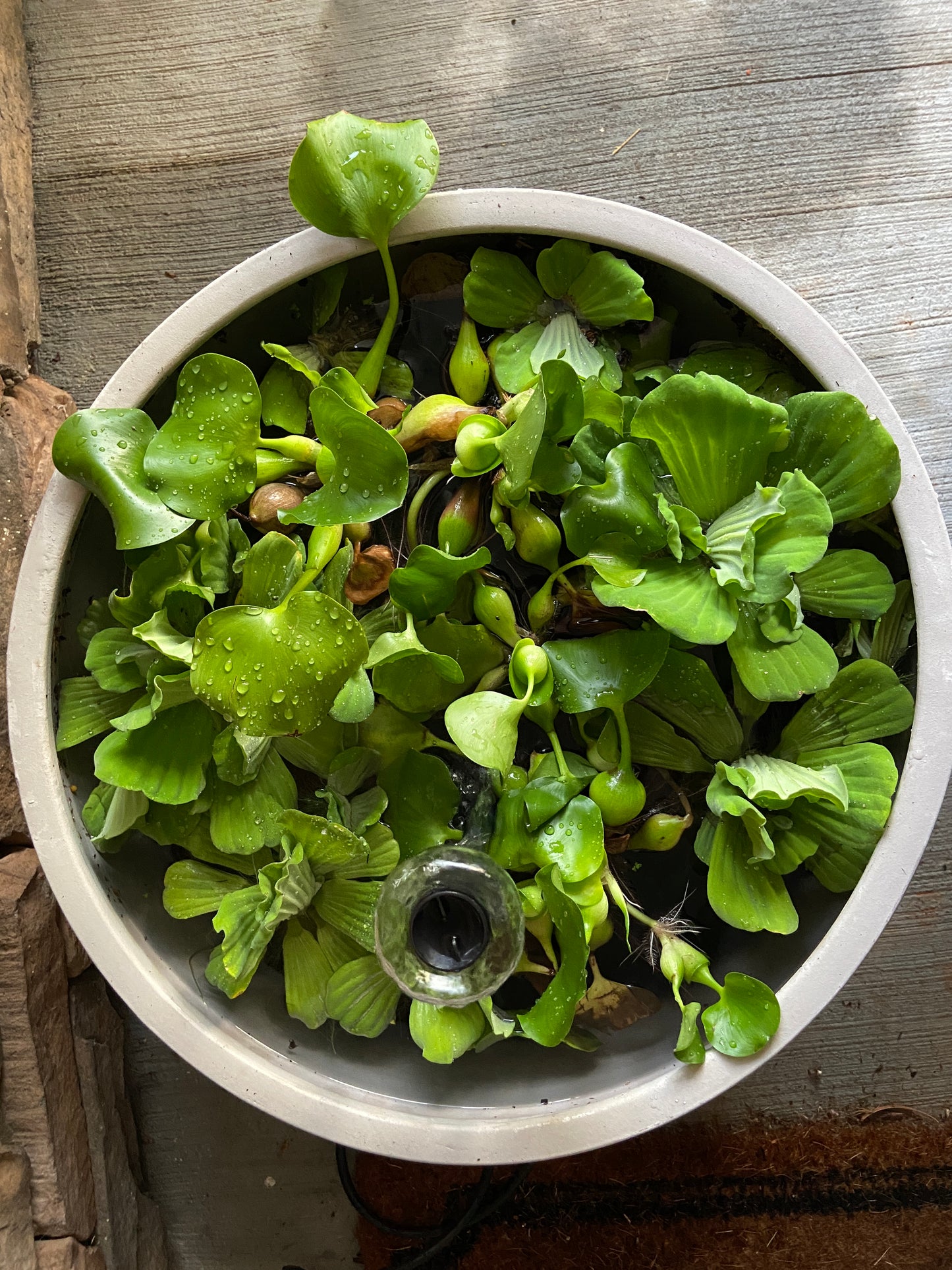 Patio Water Garden