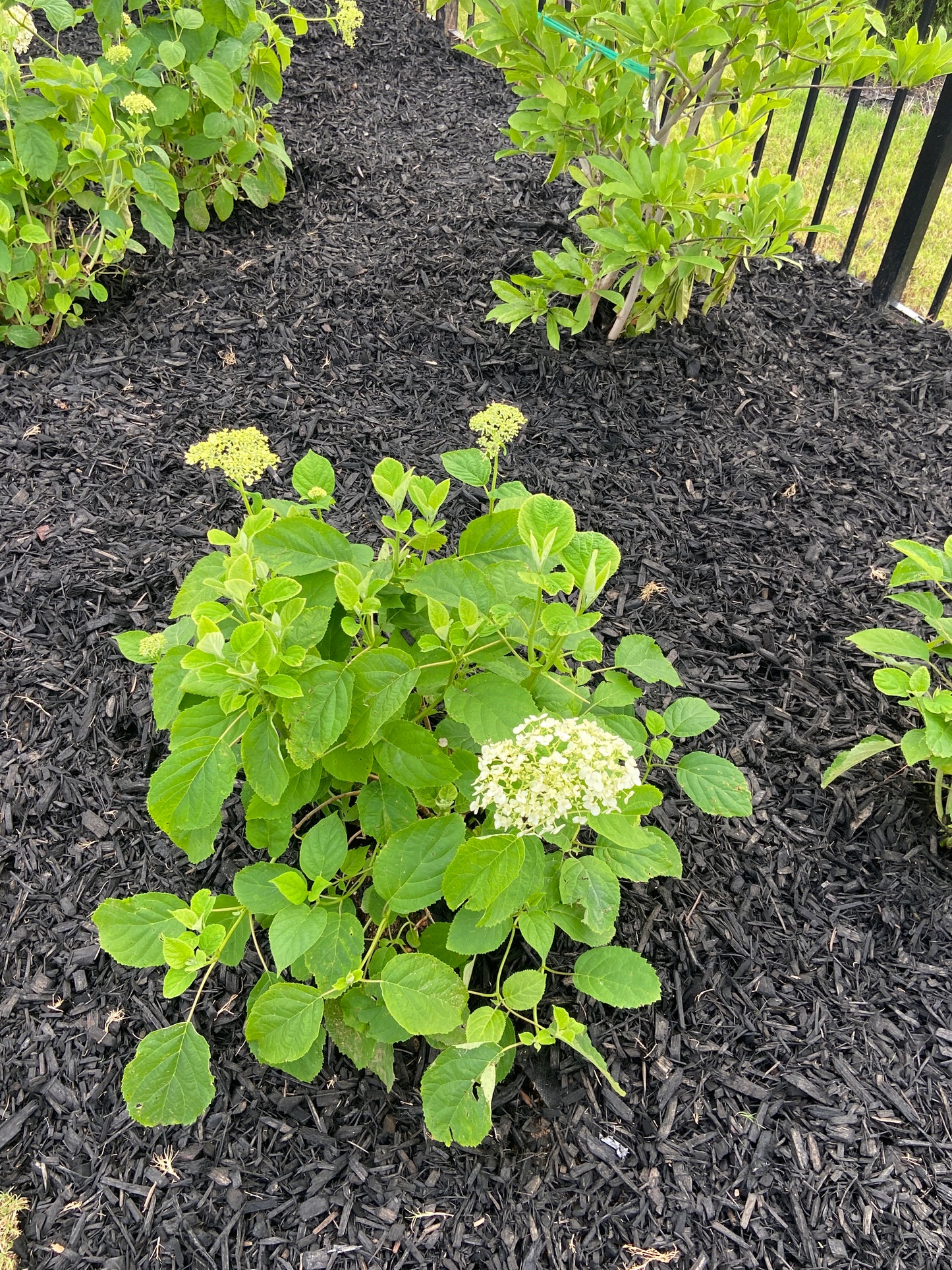 Incrediball hydrangea planting