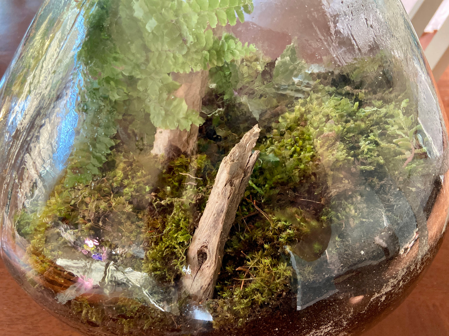 Moss Field Fern Vase