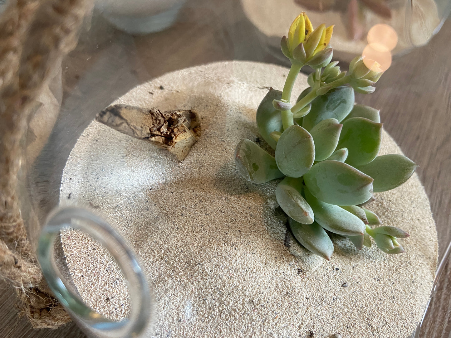 Terrarium ‘ Desert Bubbles ‘