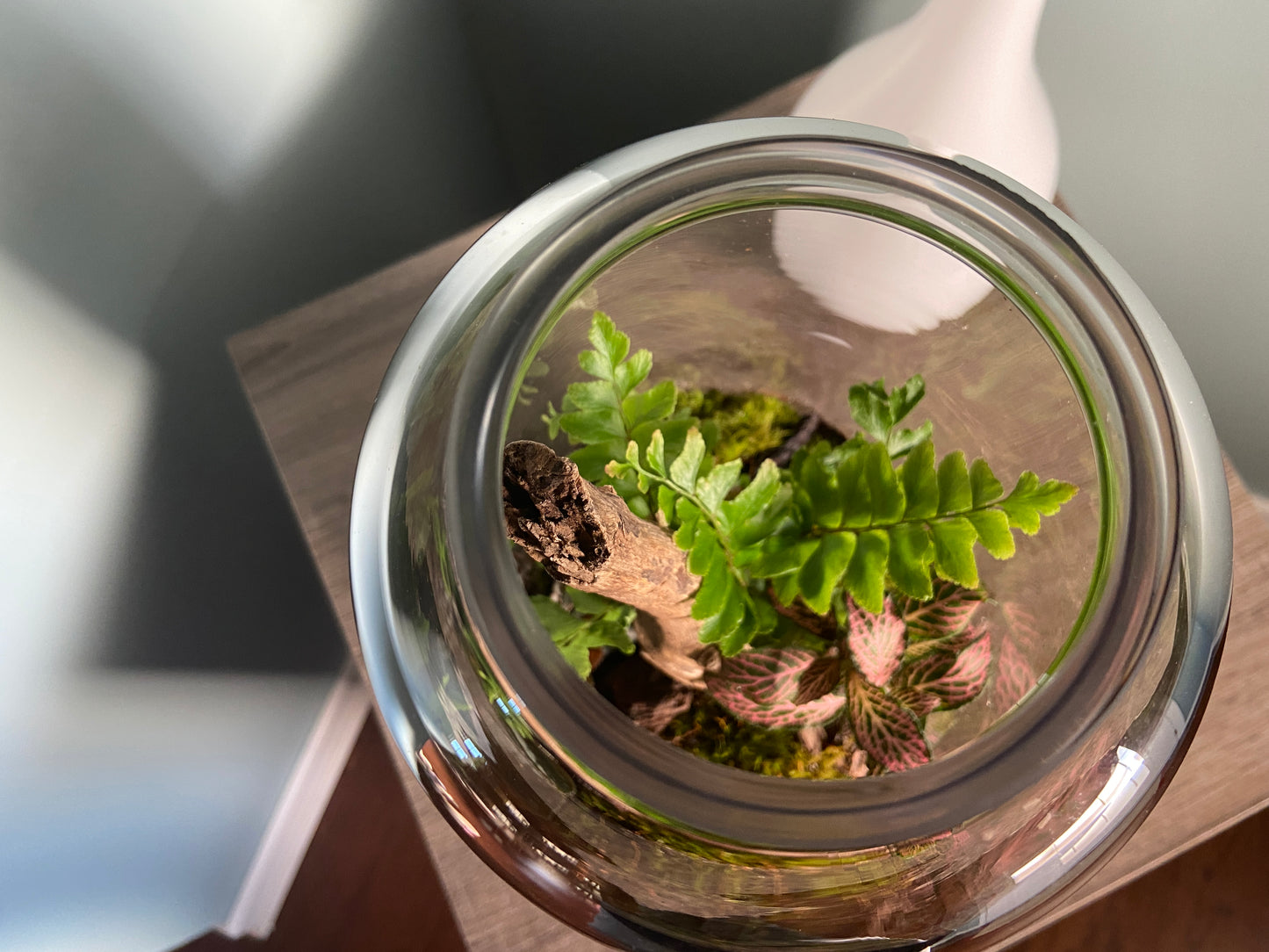 Tall Fern Terrarium