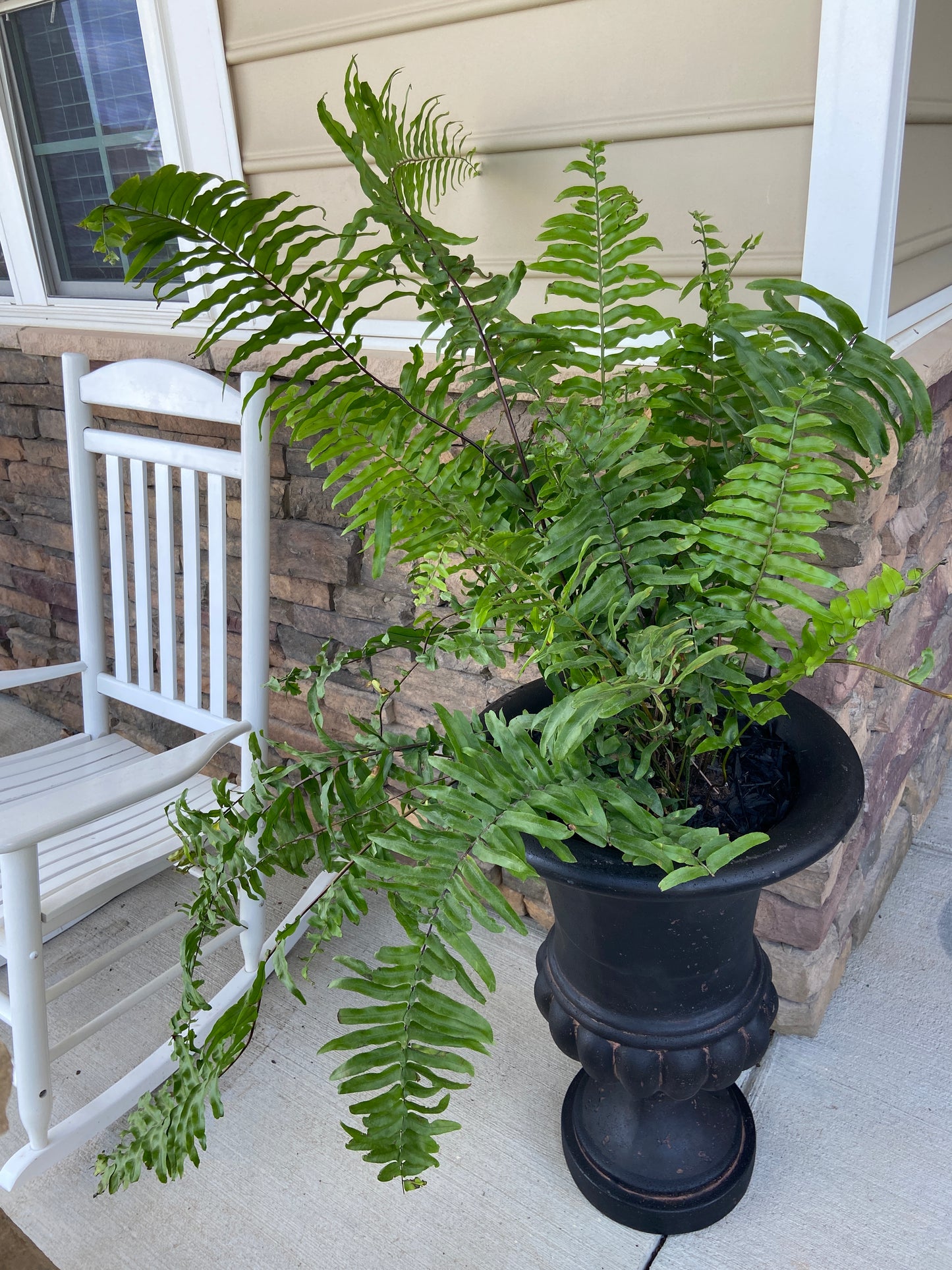 'Macho' Fern #1