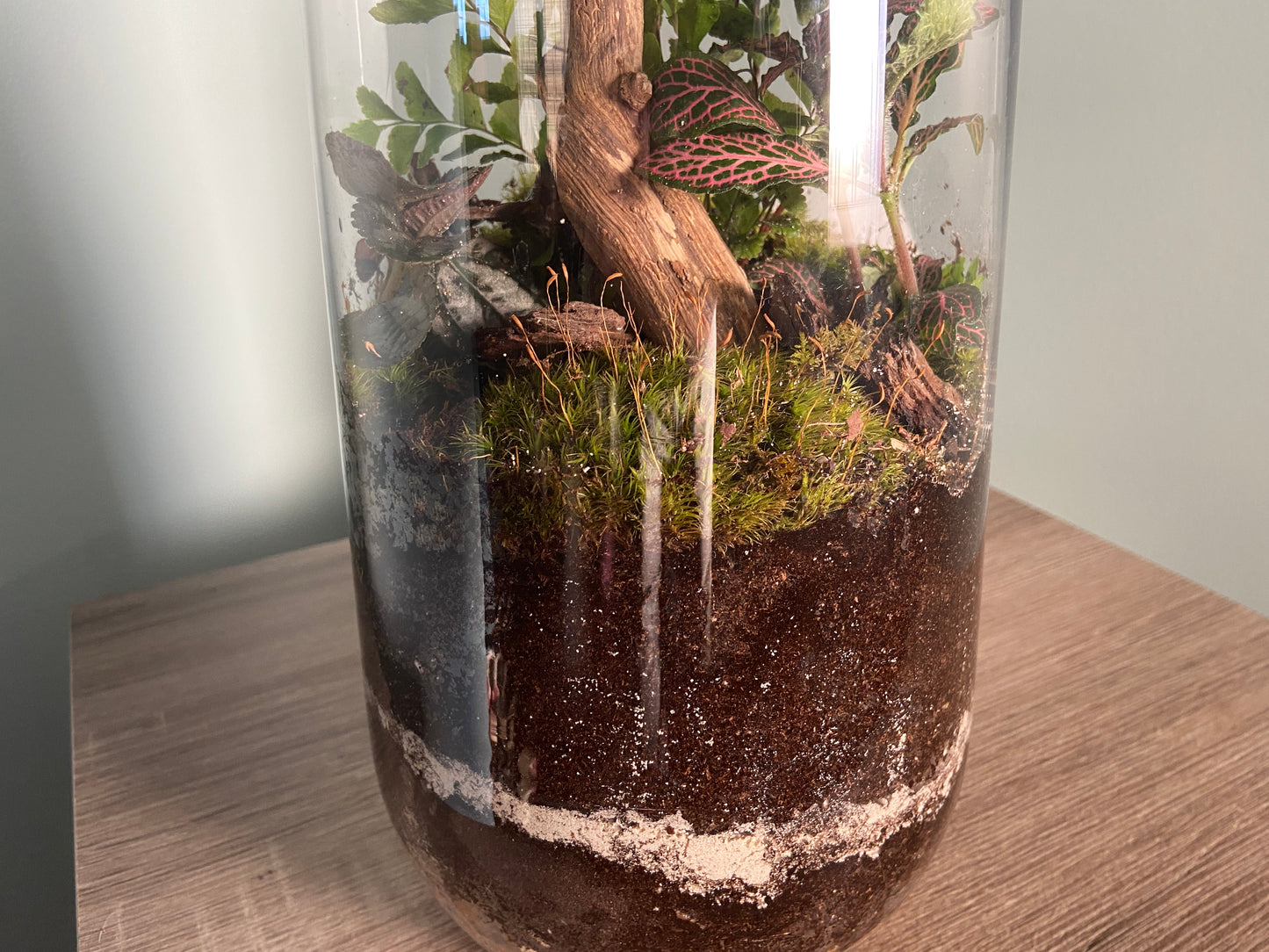 Tall Fern Terrarium
