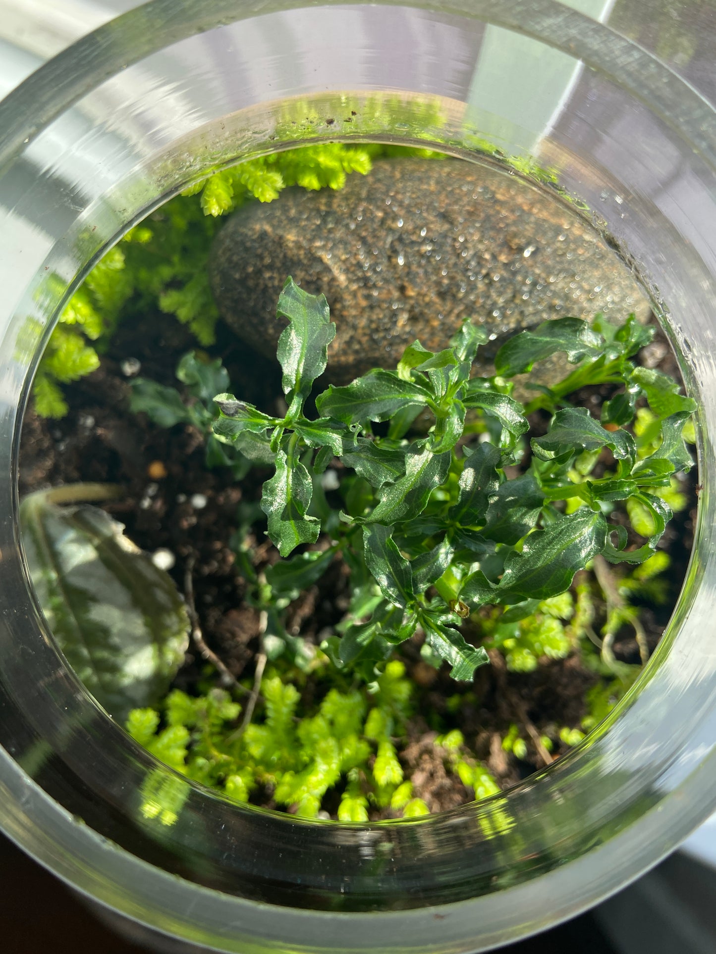 Woodland Apothecary Terrarium