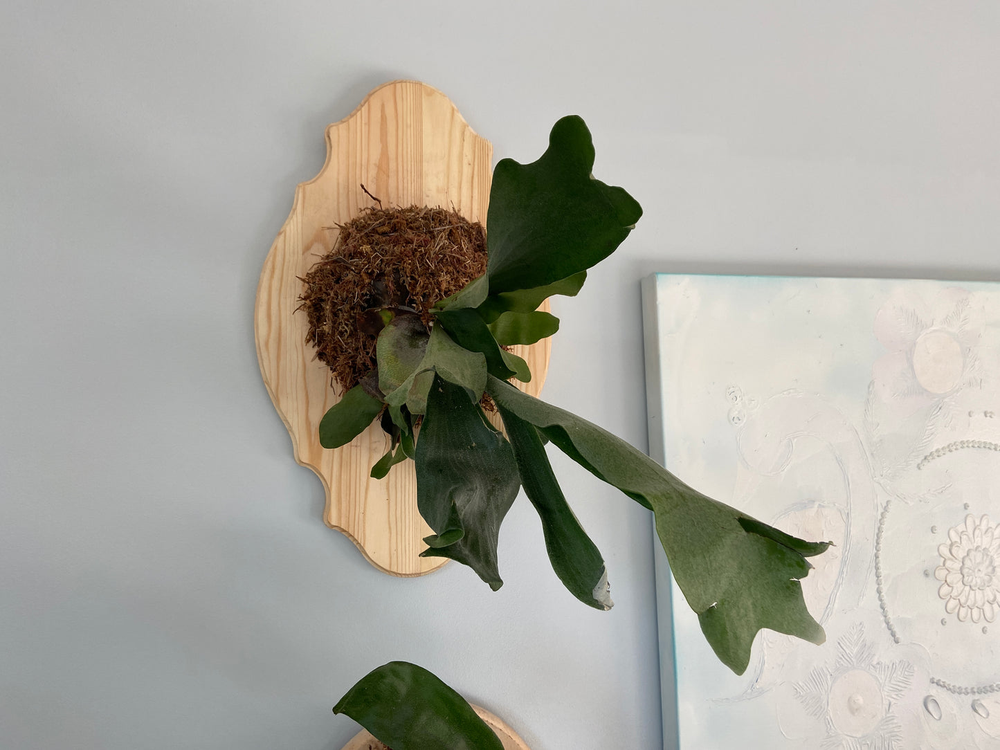 Staghorn Fern #1