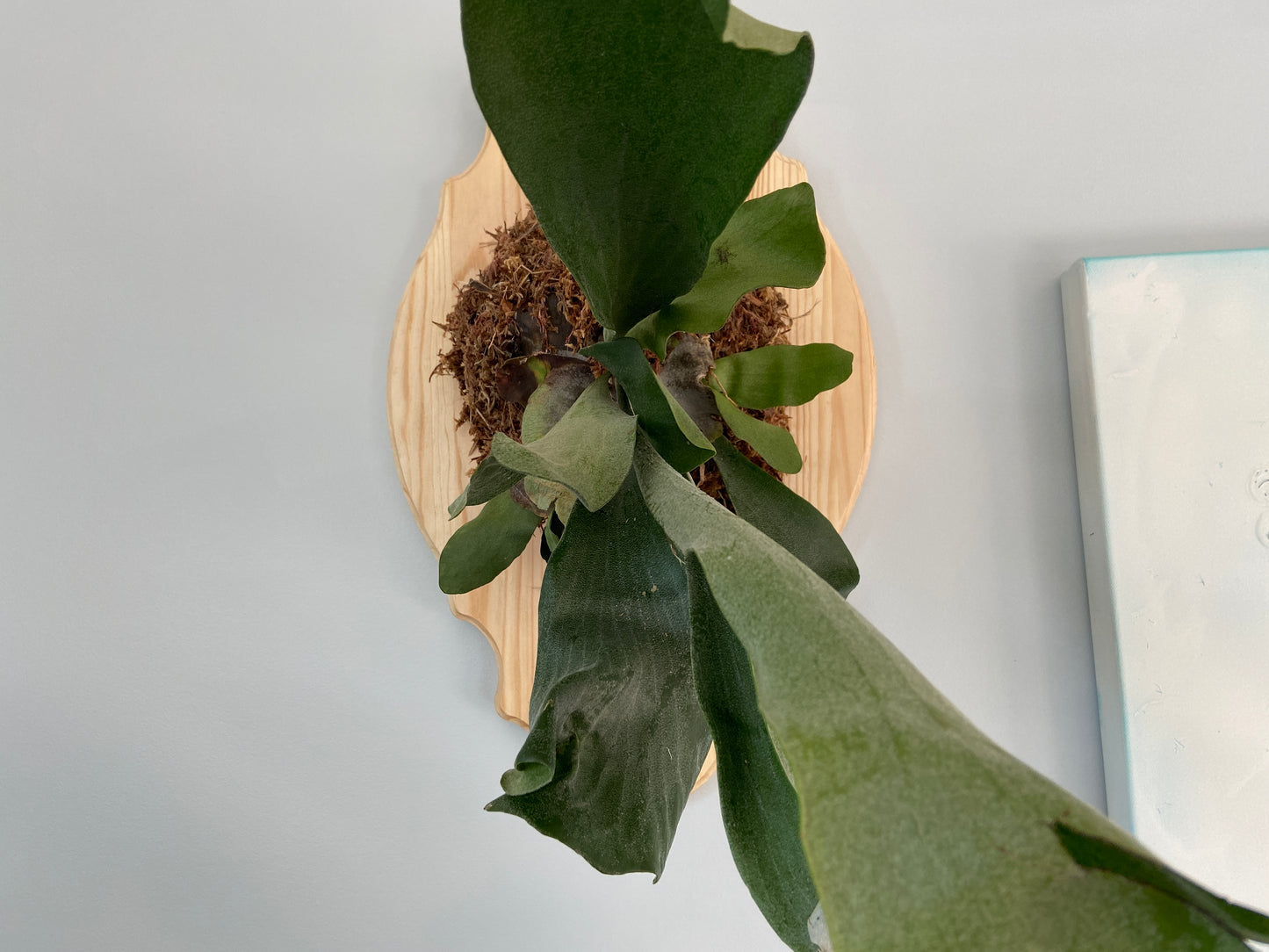 Staghorn Fern #1