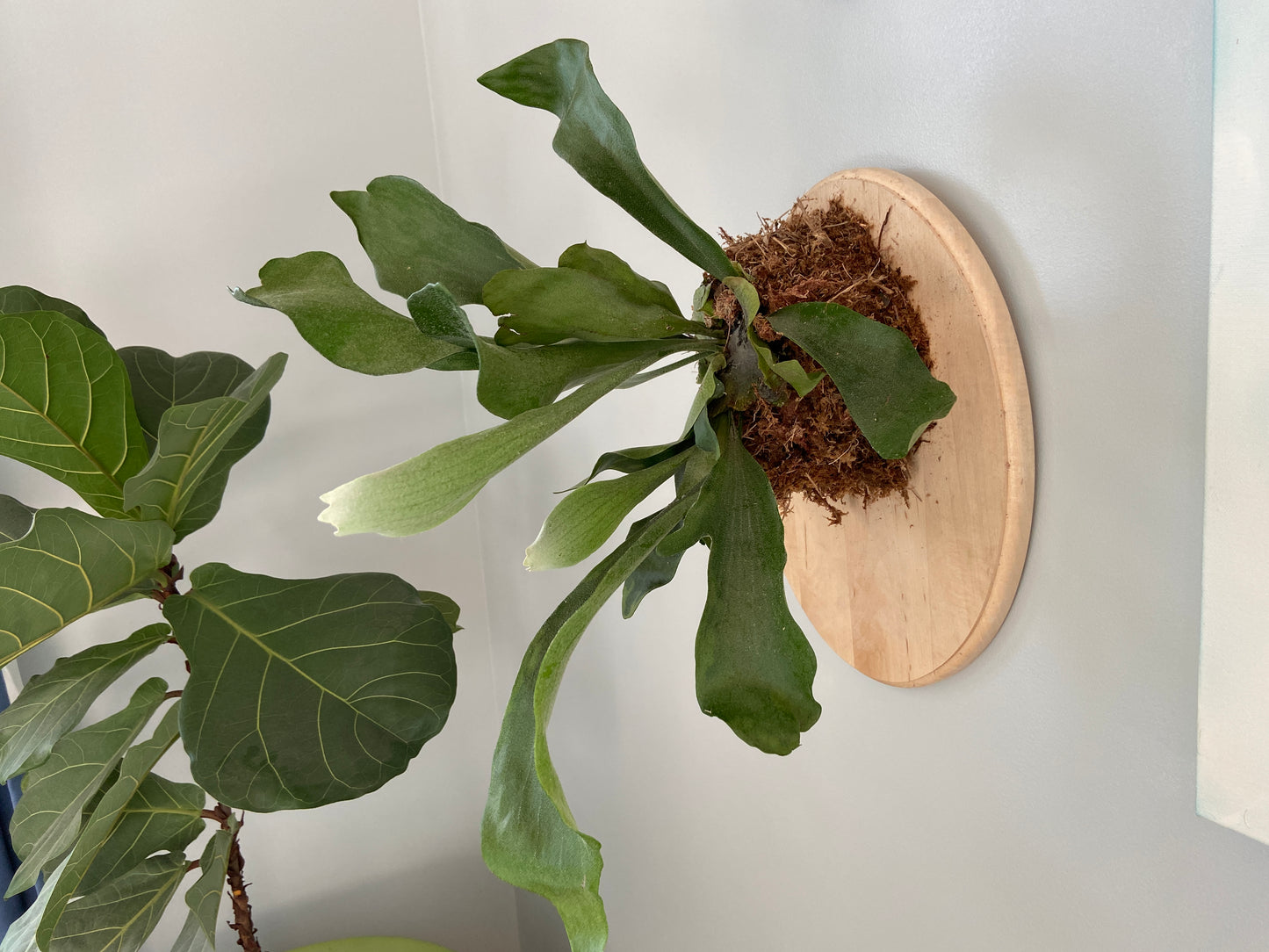Staghorn Fern #4