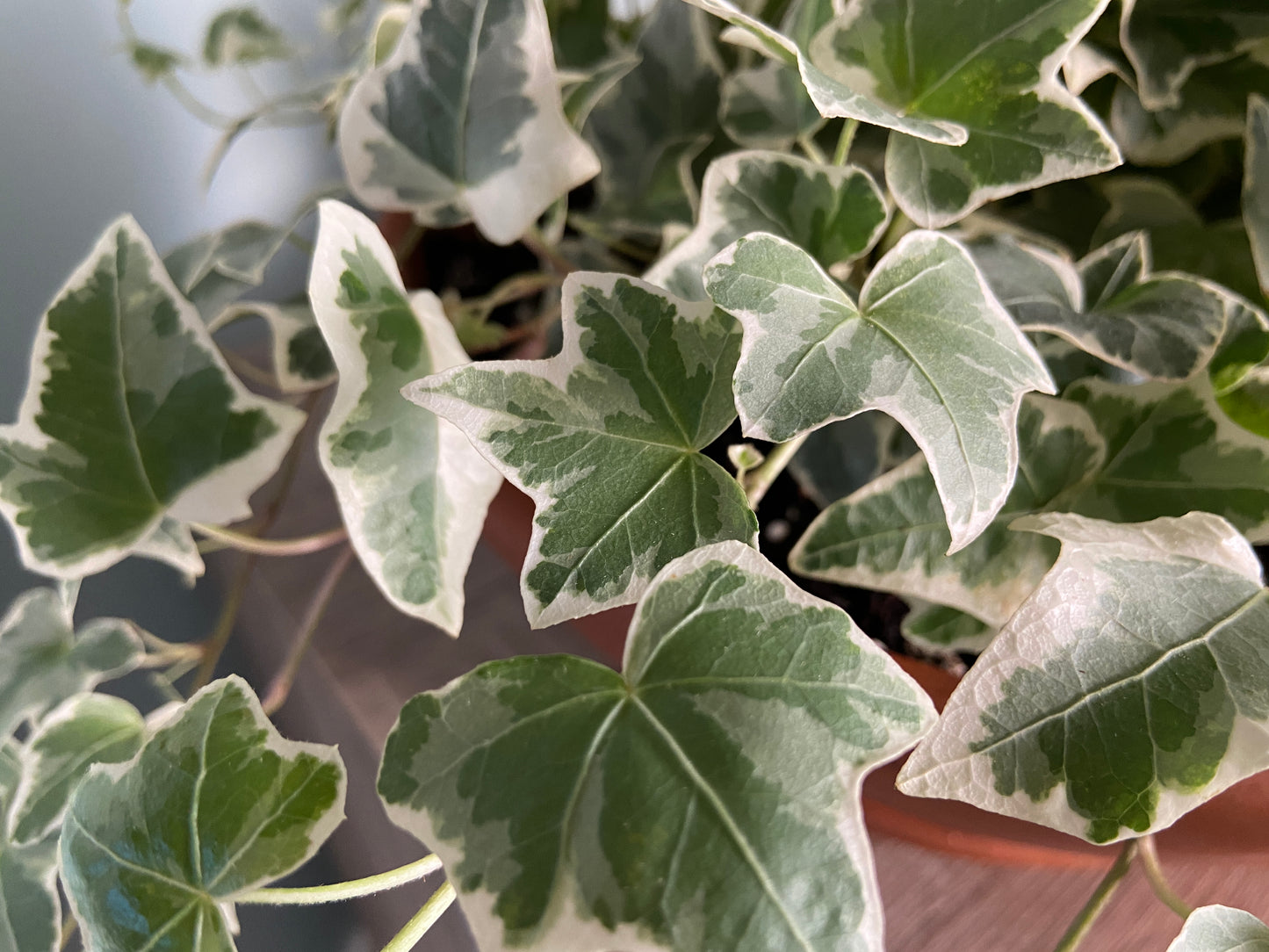Variegated Ivy Sphere