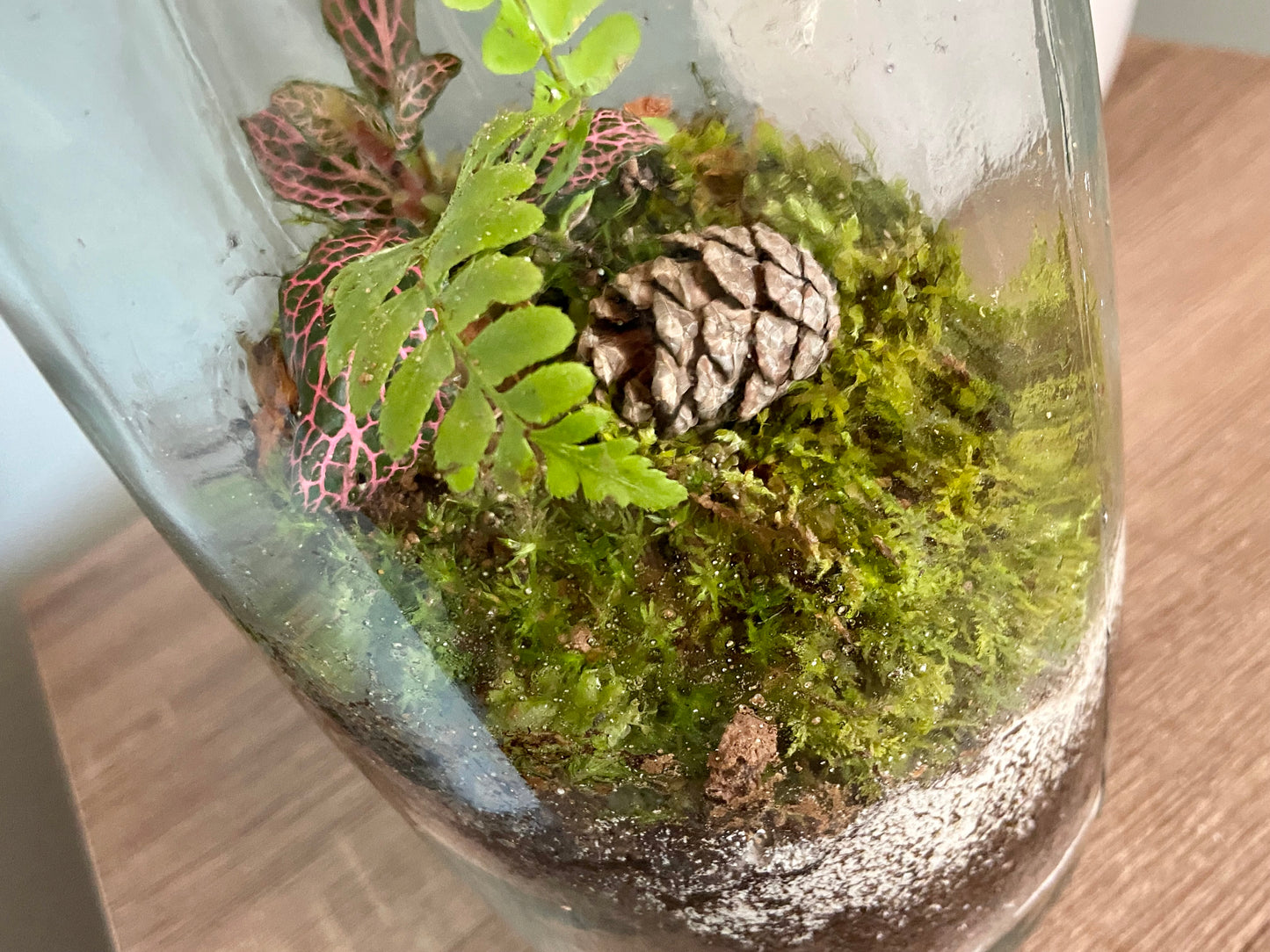 Fern in a Bottle Terrarium