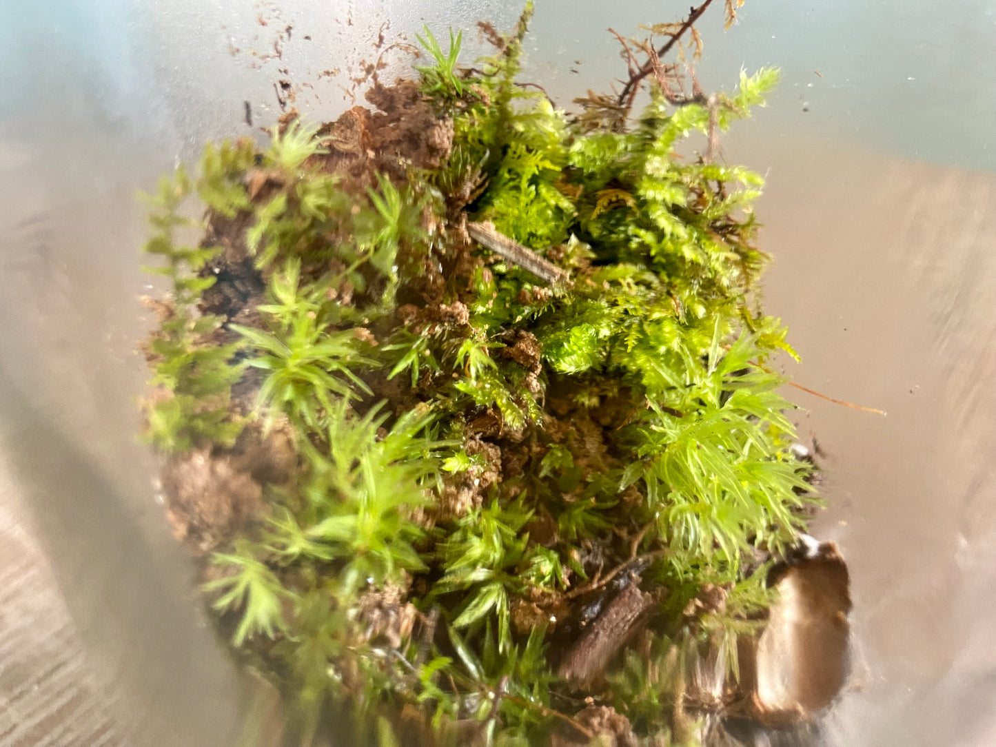 Up-cycled Moss Bottle Terrarium