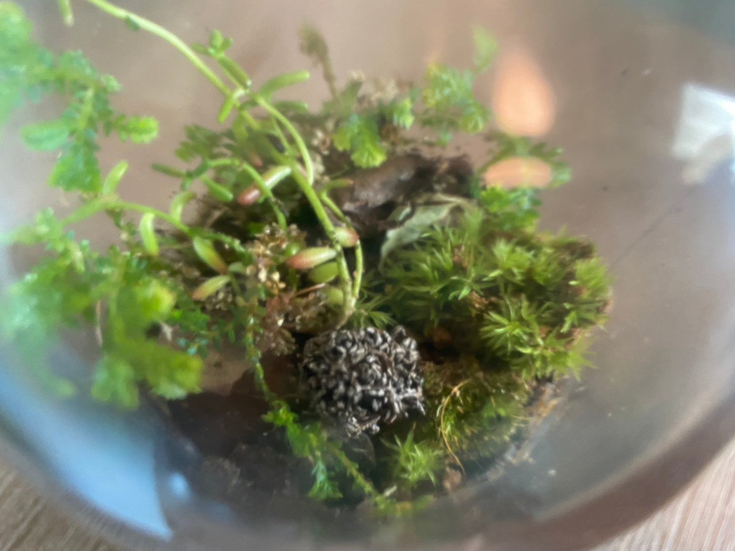American Forest Bottle Terrarium