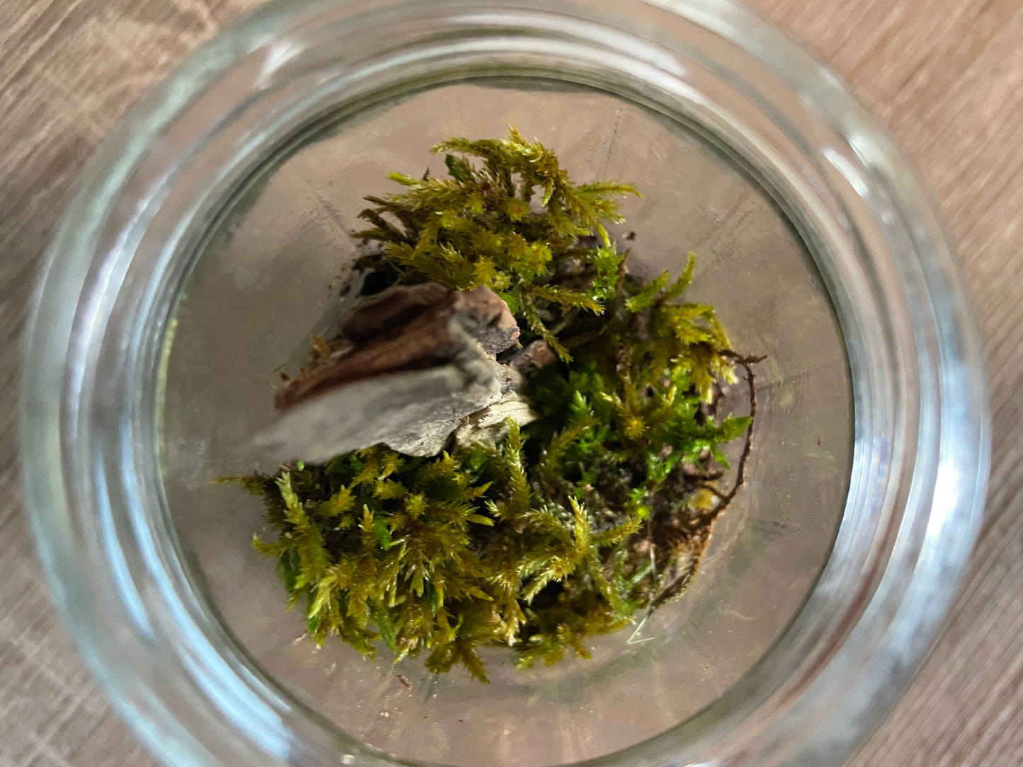 Up Cycled Trio Terrariums (small)