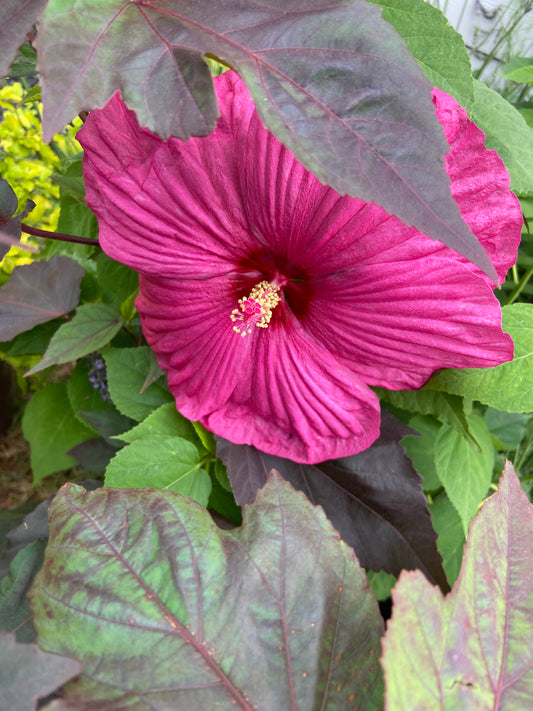 Awesome Perennial Hibiscus or More Things We Love