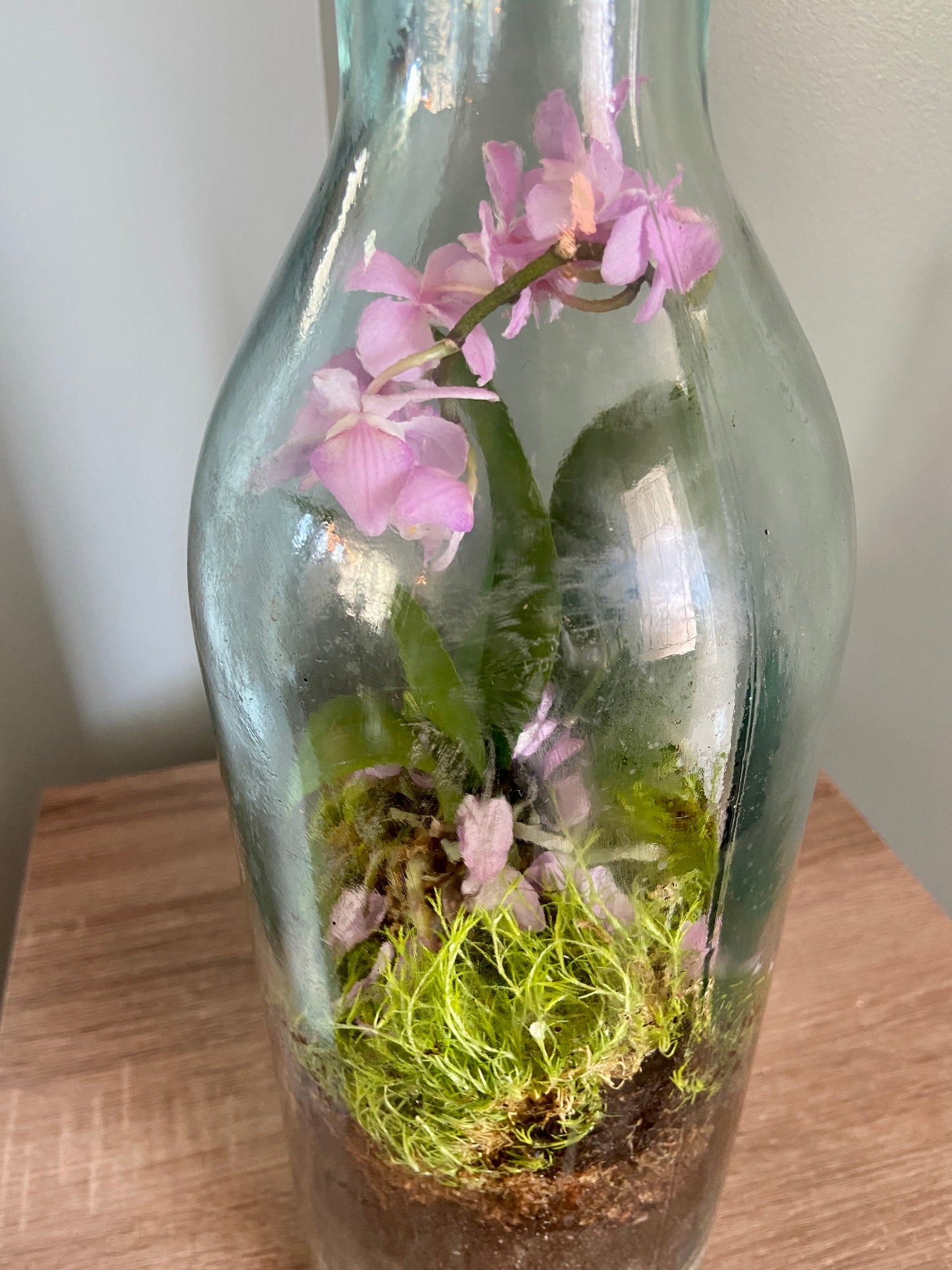Orchid in a Bottle Terrarium