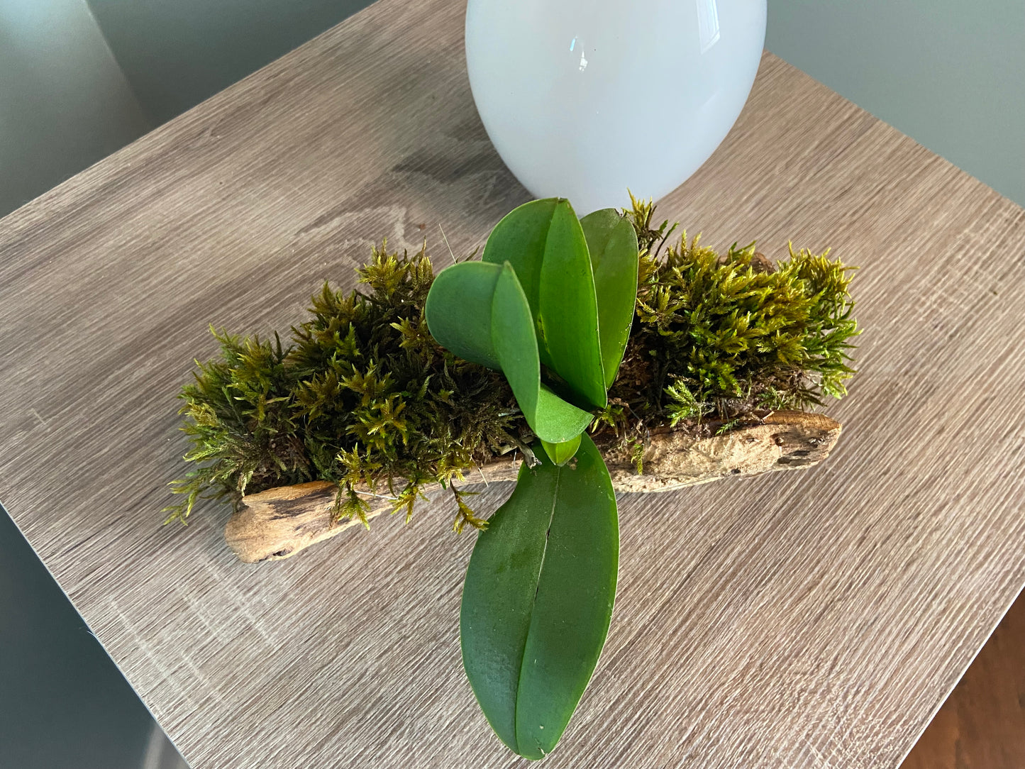 Forest Orchid and Moss Centerpiece