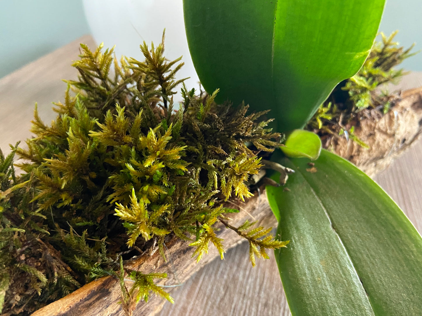 Forest Orchid and Moss Centerpiece